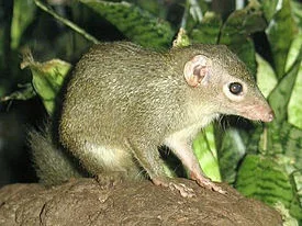 275px-Stavenn_Tupaia_glis_00.webp